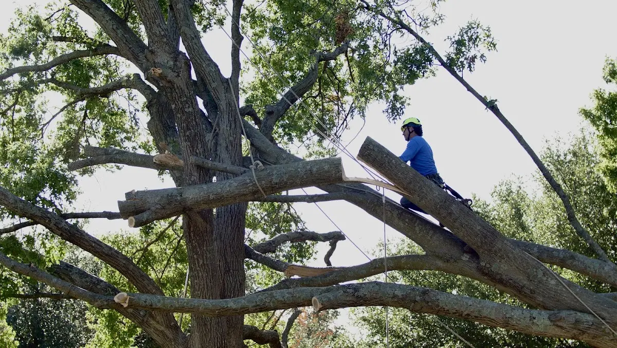 Professional Crown Thinning performed by certified arborists in Plainsboro