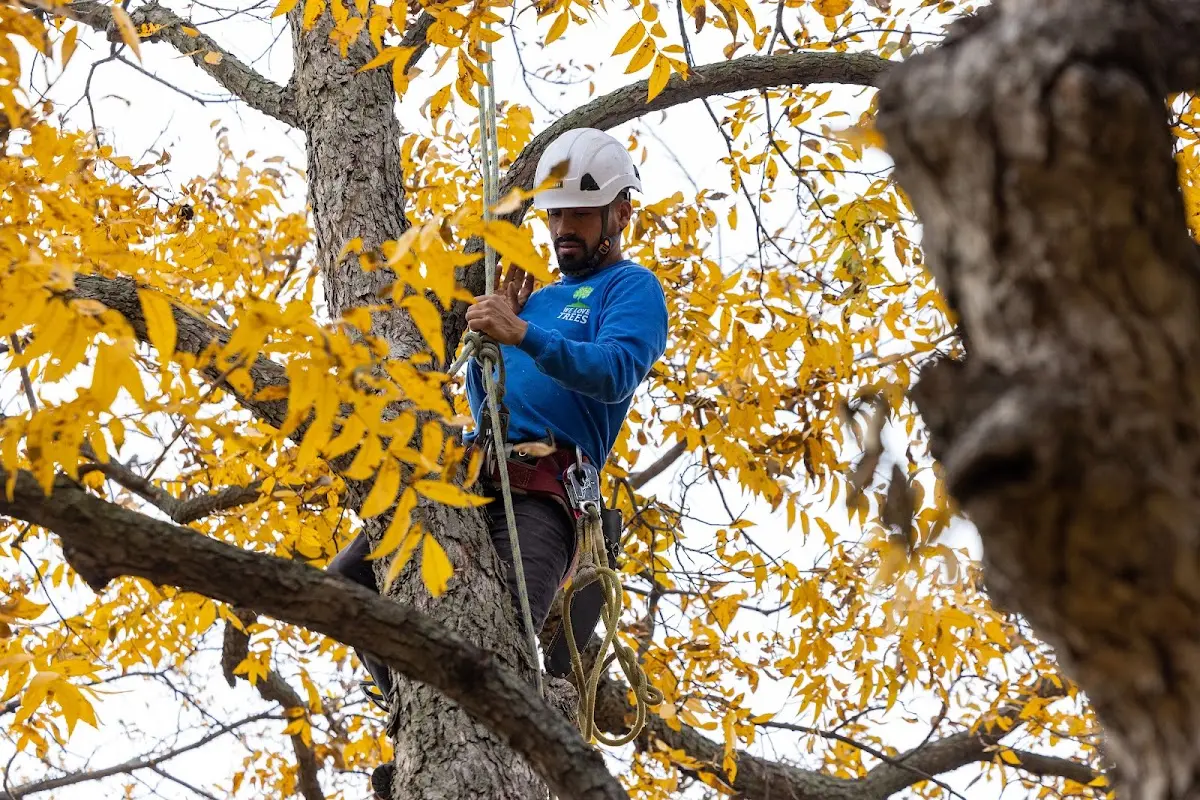 Skilled Tree Planing crew working in Plainsboro
