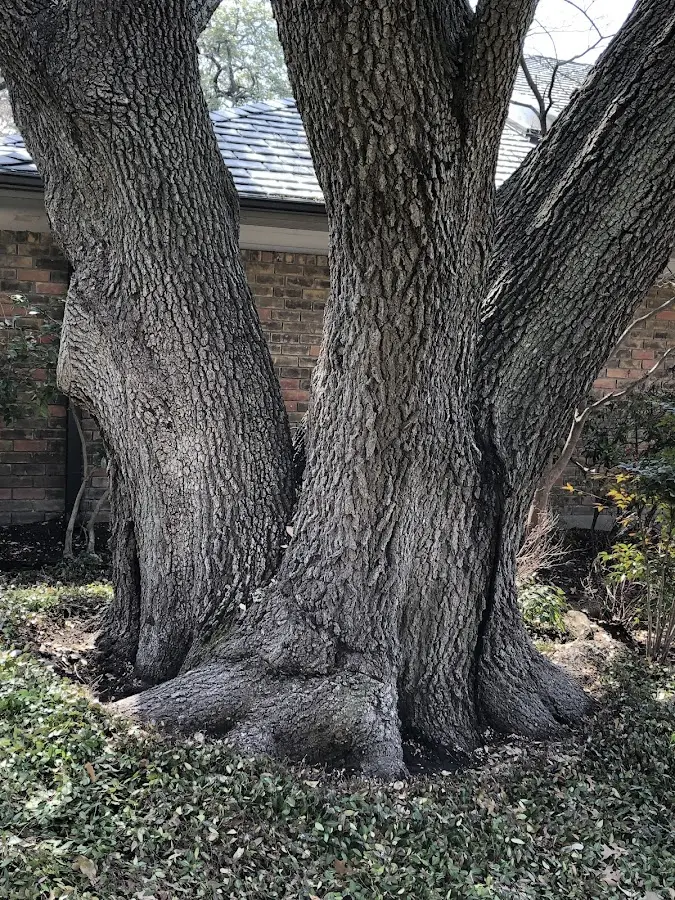 Mature heritage tree close to a Plainsboro property cared for by certified arborists
